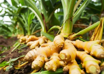 Turmeric Farming in Kenya