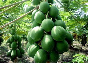 Pawpaw Farming in Kenya Made Easy