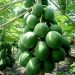 Pawpaw Farming in Kenya Made Easy