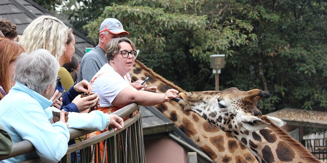 Giraffe Centre:From Wikipedia
