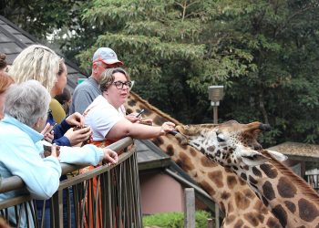 Giraffe Centre Entrance Fees and Visitor Guide