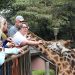 Giraffe Centre Entrance Fees and Visitor Guide