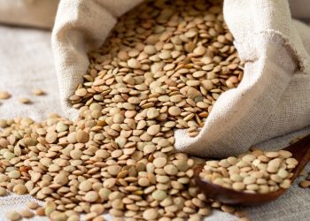 Lentils Farming in Kenya