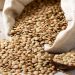 Lentils Farming in Kenya