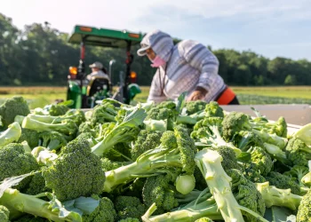 Why Broccoli Farming Is Profitable in Kenya