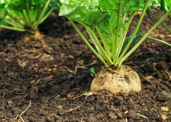 Sugar Beet Farming in Kenya – A Hidden Goldmine for Agripreneurs