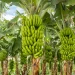List of Leading Banana Exporters in Kenya