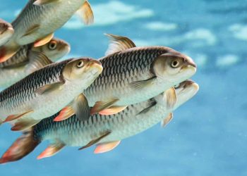 Fish Farming In Kenya