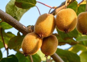 Complete Guide to Kiwi Farming in Kenya for Small Scale Growers