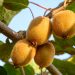 Complete Guide to Kiwi Farming in Kenya for Small Scale Growers