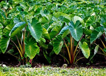 Arrowroots Farming in Keny