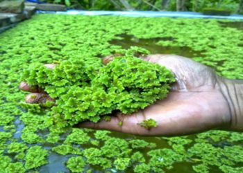Azolla Farming in Kenya – A Profitable Livestock Feed Solution