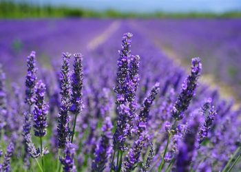 Lavender Farming in Kenya