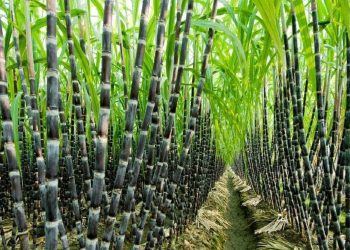 Sugarcane Farming in Kenya: A Profitable Venture for Small-Scale Farmers