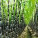 Sugarcane Farming in Kenya: A Profitable Venture for Small-Scale Farmers