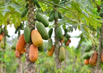 Best Fertilizers for Pawpaw Farming in Kenya – A Complete Guide for Healthy Growth and Bigger Harvests