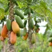 Best Fertilizers for Pawpaw Farming in Kenya – A Complete Guide for Healthy Growth and Bigger Harvests
