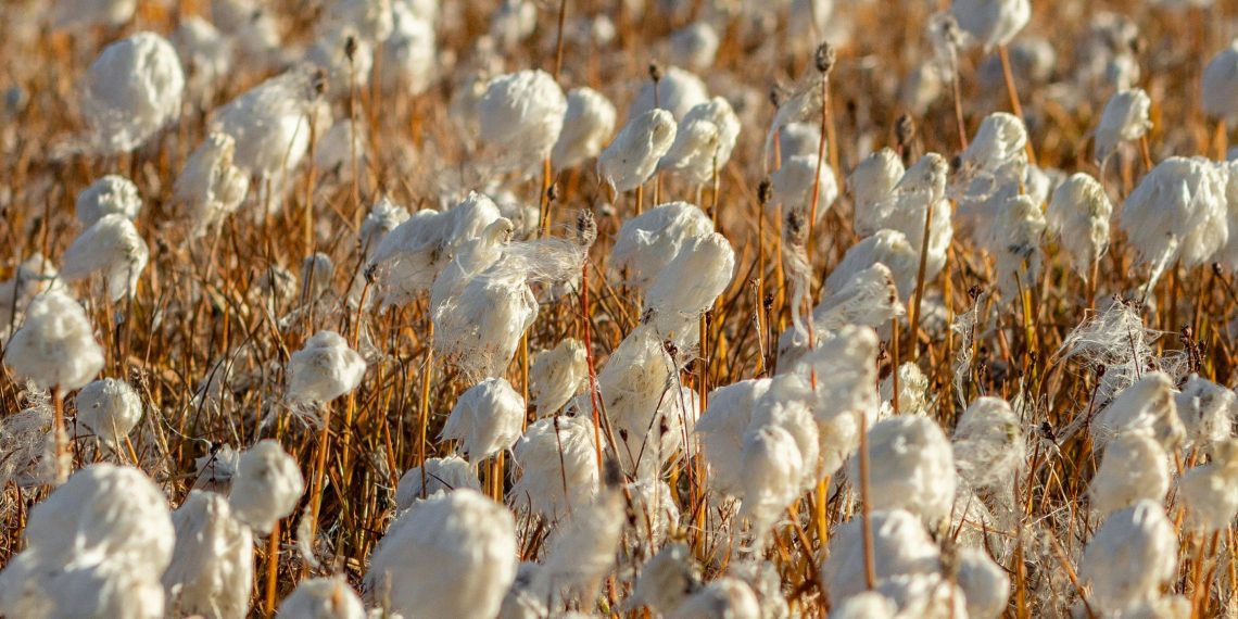 Photo by Павел Гавриков: https://www.pexels.com/photo/field-of-cotton-plant-8730509/