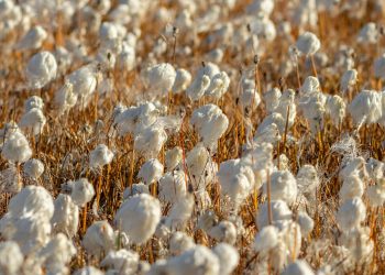 Cotton Farming in Kenya