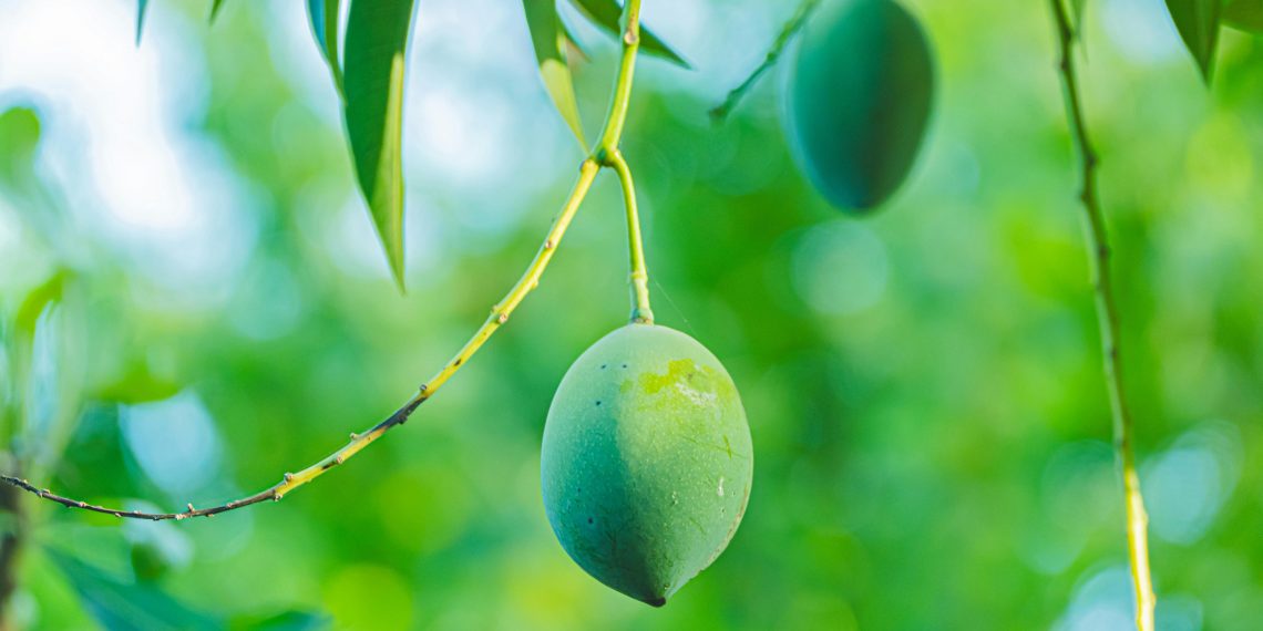 Photo by Armando  H: https://www.pexels.com/photo/close-up-of-green-mangoes-on-a-tree-branch-31331934/