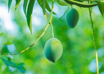 Mango Farming in Kenya