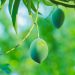 Mango Farming in Kenya
