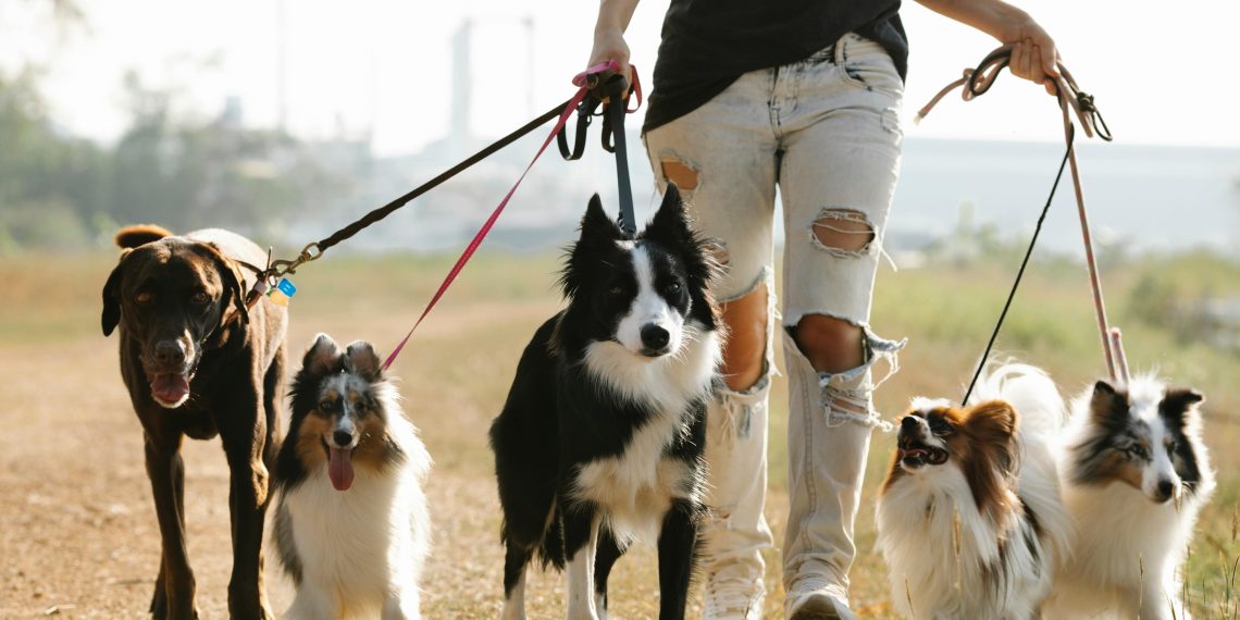 Photo by Blue Bird: https://www.pexels.com/photo/unrecognizable-woman-walking-dogs-on-leashes-in-countryside-7210754/