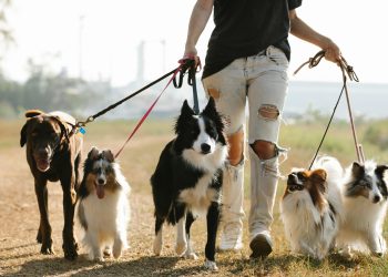 Best Dog Walkers in Nairobi