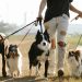 Best Dog Walkers in Nairobi