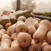 How to Start a Successful Butternut Farming Business in Kenya