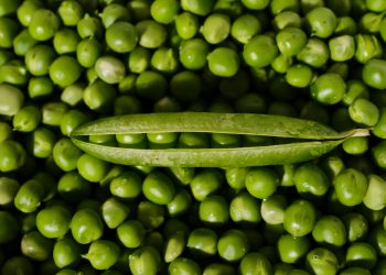 Guide to Profitable Minji Farming in Kenya