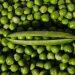 Guide to Profitable Minji Farming in Kenya
