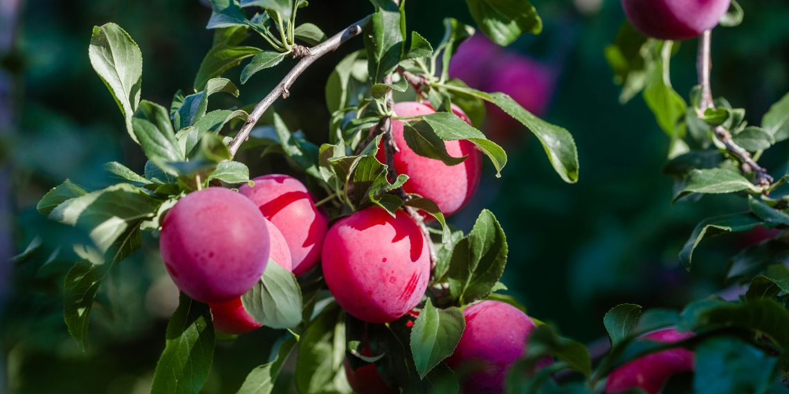 Photo by Julia Filirovska: https://www.pexels.com/photo/close-up-of-plums-8245892/