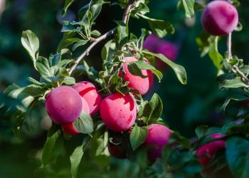 Plums Farming in Kenya