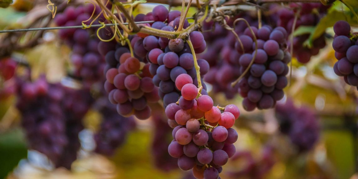 Photo by Hudson Guerrero Michelan: https://www.pexels.com/photo/cultivation-of-red-grapevines-15392348/