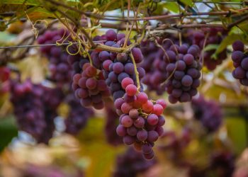 A Comprehensive Guide to Grape Farming in Kenya: A Profitable Venture for Agripreneurs