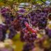 A Comprehensive Guide to Grape Farming in Kenya: A Profitable Venture for Agripreneurs