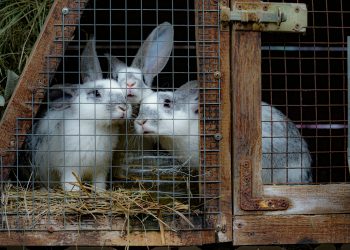 Rabbit Farming in Kenya