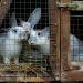 Rabbit Farming in Kenya