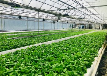 Spinach Farming in Kenya