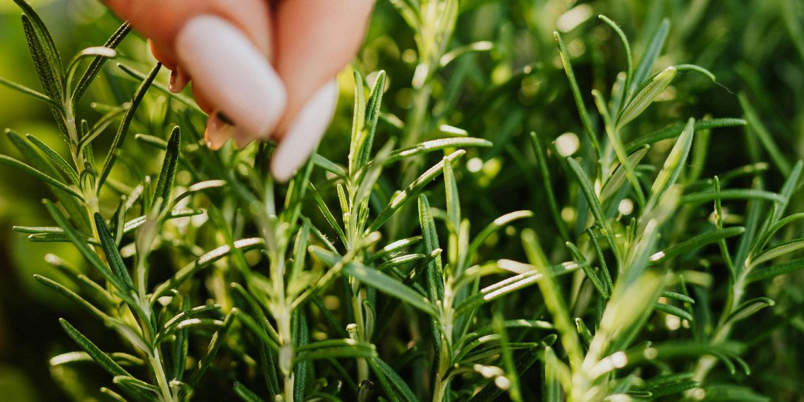 Photo by Karola G: https://www.pexels.com/photo/close-up-photo-of-a-person-cutting-plant-with-scissors-4750363/