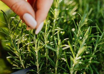 How to Start Rosemary Farming in Kenya and Make Profits