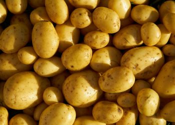 Irish Potato Farming in Kenya