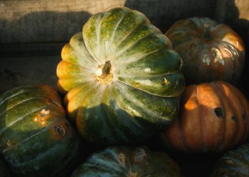 Pumpkin Farming in Kenya