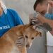 Top Veterinary Clinics in Nakuru