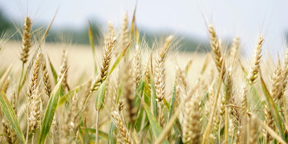 Photo by Pixabay: https://www.pexels.com/photo/selective-focus-photography-of-wheat-field-265216/