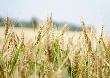 Wheat Farming in Kenya: A Profitable Agribusiness Opportunity