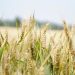 Wheat Farming in Kenya: A Profitable Agribusiness Opportunity