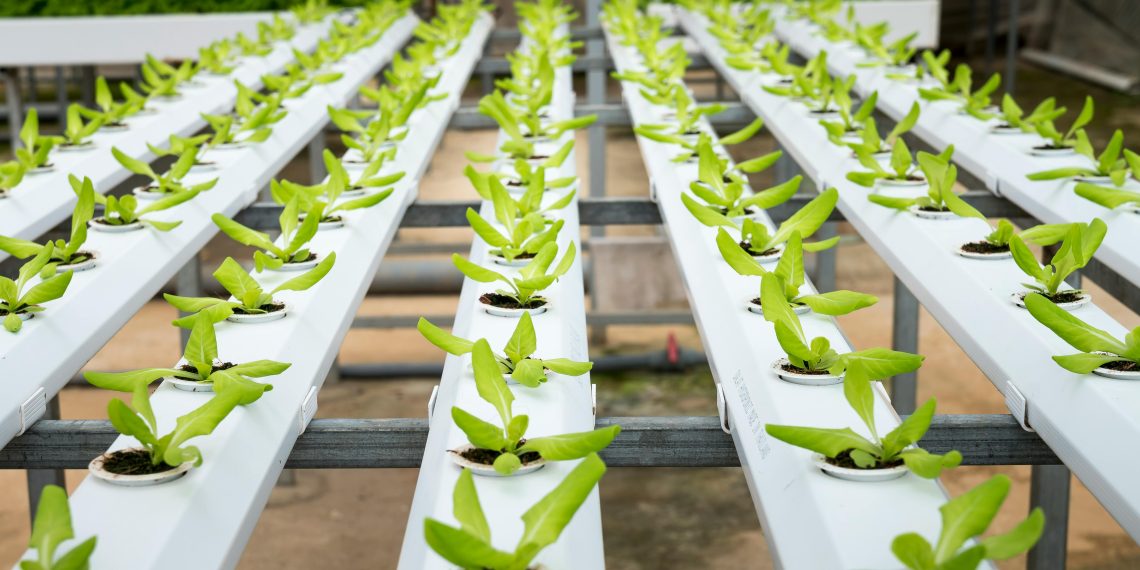 Photo by Quang Nguyen Vinh: https://www.pexels.com/photo/green-plant-lot-close-up-photography-2518861/