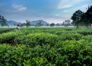 Top Licensed Tea Warehouse Operators in Kenya